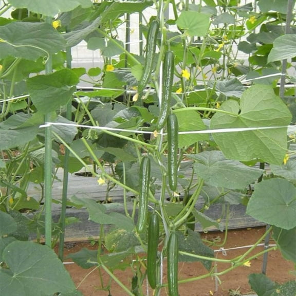 Cucumber Seeds - Housaku - Hybrid - 500 Mg Packet ~18 Seeds - Non-GMO, F1 Hybrid - Asian Garden Vegetable