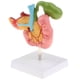 thumbnail image 1 of Modelo de Disección de Órganos Patológicos de Tamaño Natural Herramienta para Exhibición Escolar Sunnimix Estatua del duodeno humano, 1 of 8