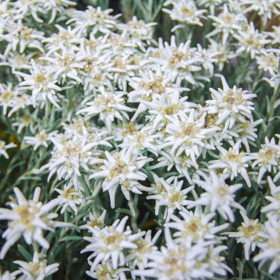 Outsidepride 10000 Edelweiss Plant Seeds, Drought Tolerant Ground Cover Plant