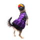 thumbnail image 2 of Disfraz Catrina Halloween Pet Pals Talla 2, 2 of 4