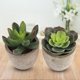 thumbnail image 5 of Juego de 2 plantas suculentas para decoración de balcón o patio Bonsái verde artificial en miniatura, 5 of 8