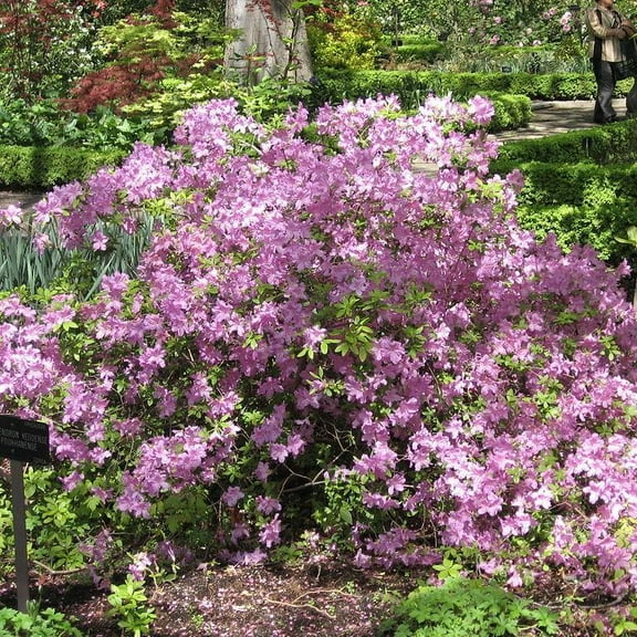 Korean Azalea-Azalea poukhanense-Compact Shrub with Spring Blooms  3 Gallon