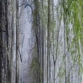 thumbnail image 4 of DESIGN ART Designart 'Morning Forest Panoramic View' Landscape Photography Curtain Single Panel 52 in. wide x 108 in. high - 1 Panel 108 Inches, 4 of 5