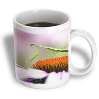 3dRose Praying Mantis insect, Pennsylvania - US39 RKL0008 - Raymond Klass, Ceramic Mug, 11-ounce