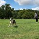 thumbnail image 1 of Perro/cachorro Obedience Recall Training Agility Lead Training Leash - Ideal para entrenar, jugar, acampar, 1 of 2