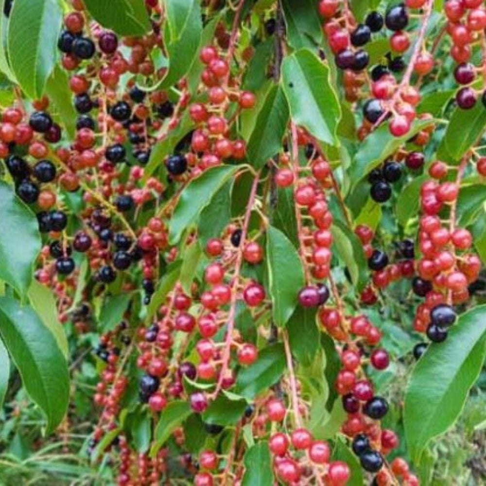 Expert Gardener 2-3 ft tall Black Tartarian Fruiting Cherry Live Tree in 5-Gallon Grower Pot
