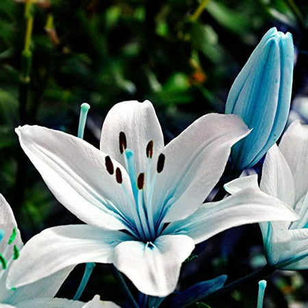 50pcs Blue Rare Lily Bulbs Seeds Planting Flower Lilium Perfume Garden (Best Way To Raise Seeds)