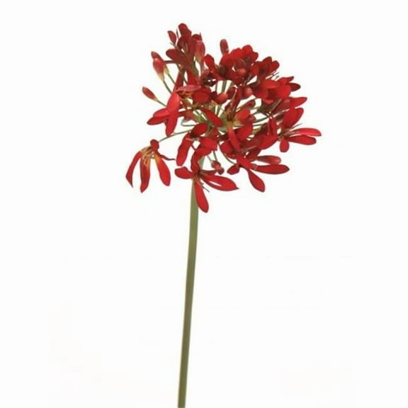 33 in. Agapanthus Stem, Red - Pack of 12