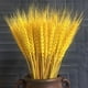 thumbnail image 1 of Bienvenido 100 piezas de flores artificiales plantas artificiales grandes flores secas de trigo gavillas de trigo secas naturales, racimos de tallos de trigo secos, trigo real para suministros de, 1 of 5