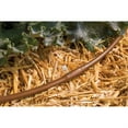 thumbnail image 2 of Rain Bird ET25512-50 Drip Watering Emitter Tubing, 1/4" x 50', 2 of 5
