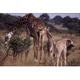 thumbnail image 1 of 24"x36" Gallery Poster, Giraffe Family, 1 of 1