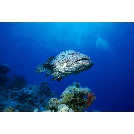 Australia Great Barrier Reef Potato Cod B1946 Canvas Art - Peter Stone Design Pics (38 x 24)