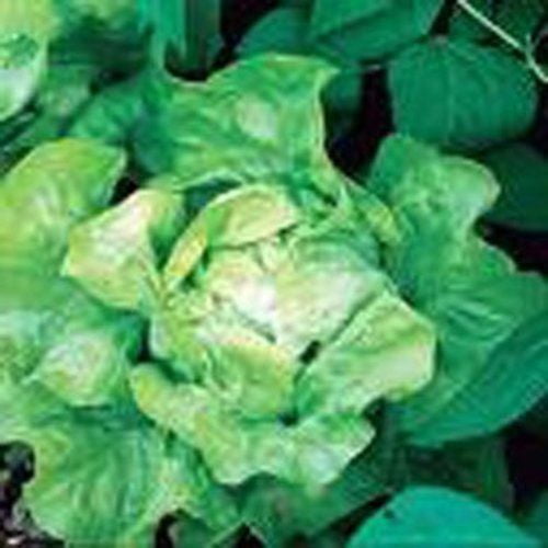Lettuce Buttercrunch Great Heirloom Vegetable 1,000 Seeds