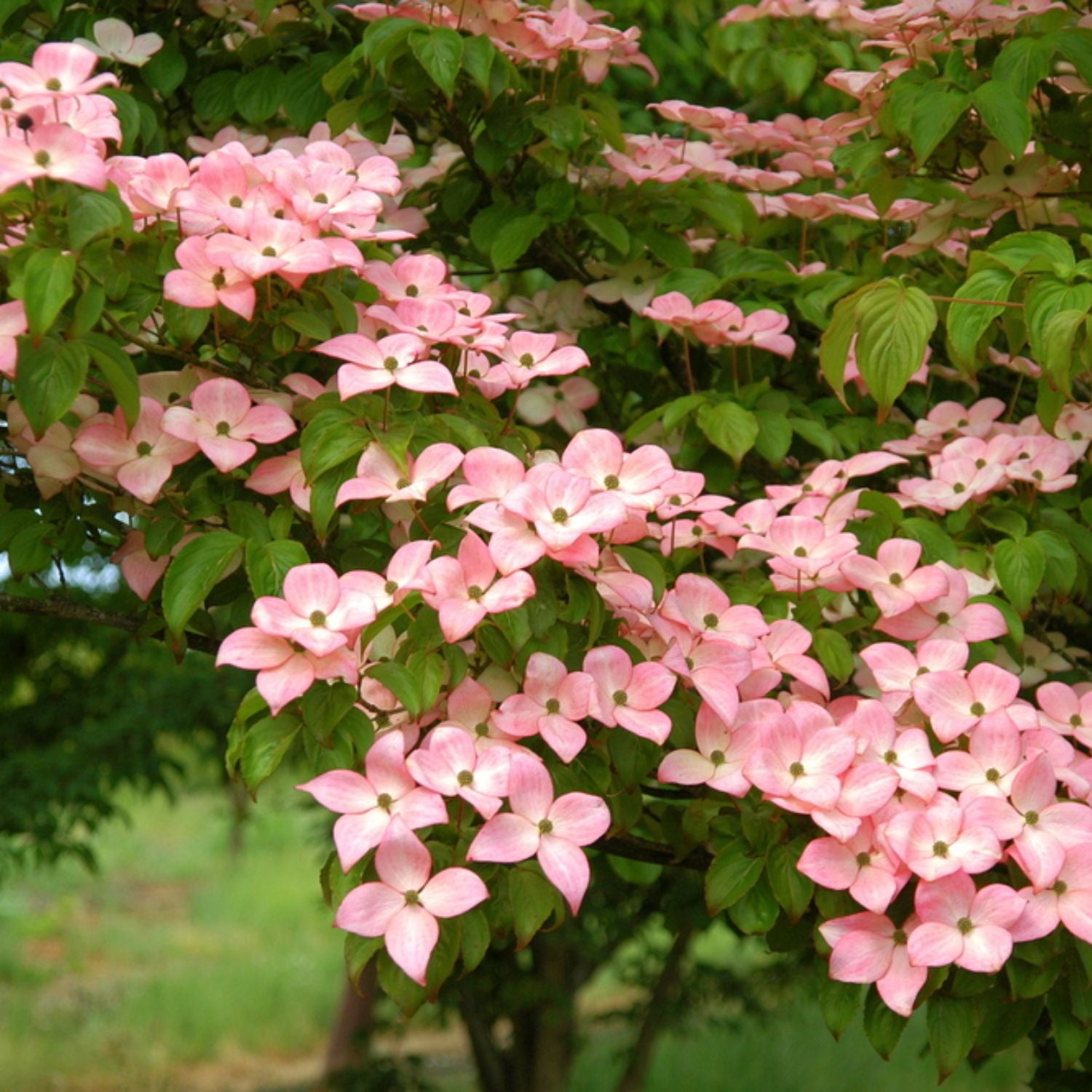 Expert Gardener 3-4' Dogwood Satomi in 1 gal. Grower Pot