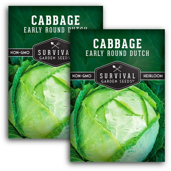 2 Packs Early Round Dutch Cabbage Seeds - Non-GMO Heirloom Full Sun Biennial Vegetable