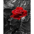 thumbnail image 1 of Kits de Bordado Bsvklp Punto Cruz Estampados 3 Hebras 11CT Rosa Oscura, 1 of 9