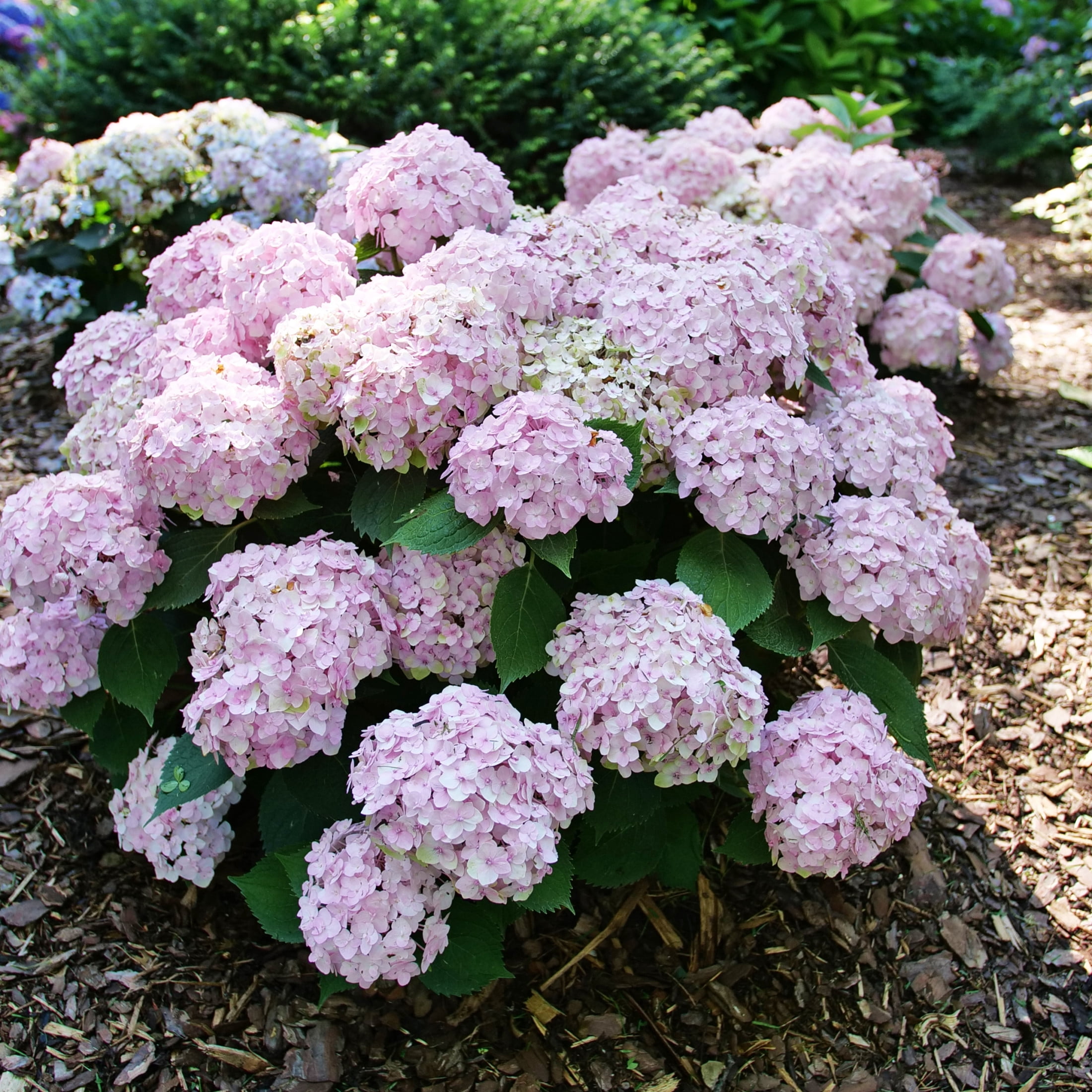 Proven Winners ColorChoice 5" Multicolor Wee Bit Innocent Bigleaf Hydrangea Live Plant in 4.5" Pot (4 Count)