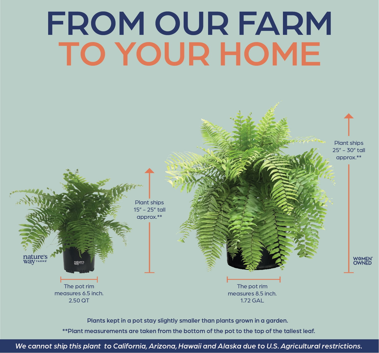 Nature's Way Farms Fern Macho Live Plant (25-30 in. Tall) in Grower Pot