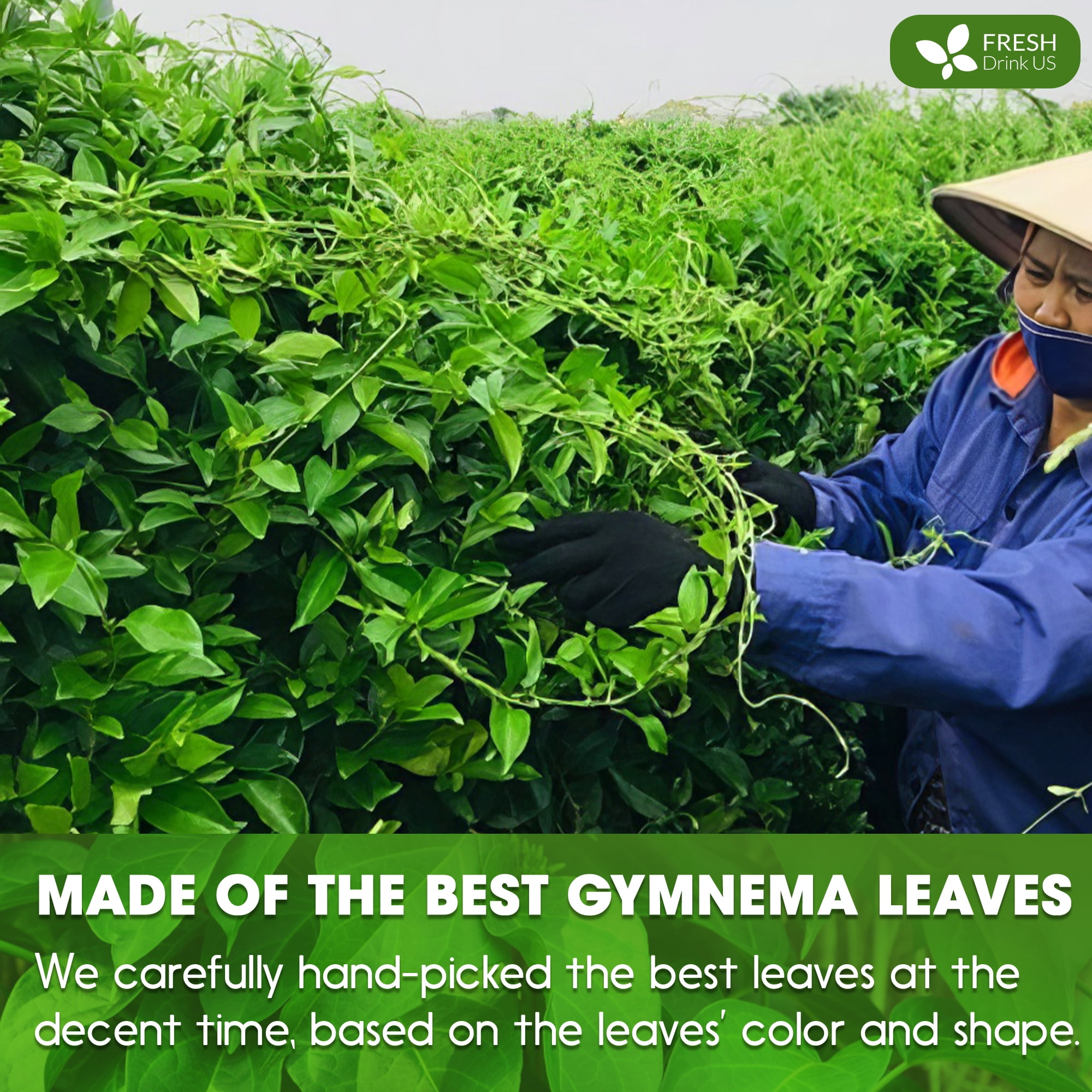FreshDrinkUS, Premium 120 Gymnema Leaf Tea Bags, 100% Natural & Pure from Gymnema Leaves. Gymnema Tea Bags for Diabetics - COLD-DRIED for Maximum Freshness and Nutrient Retention. No Sugar, Vegan.