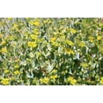 thumbnail image 3 of Seedville 100 Green Gold Bupleurum Flower Seeds, Yellowish Blooms with Blue-Green Leaves, 3 of 9