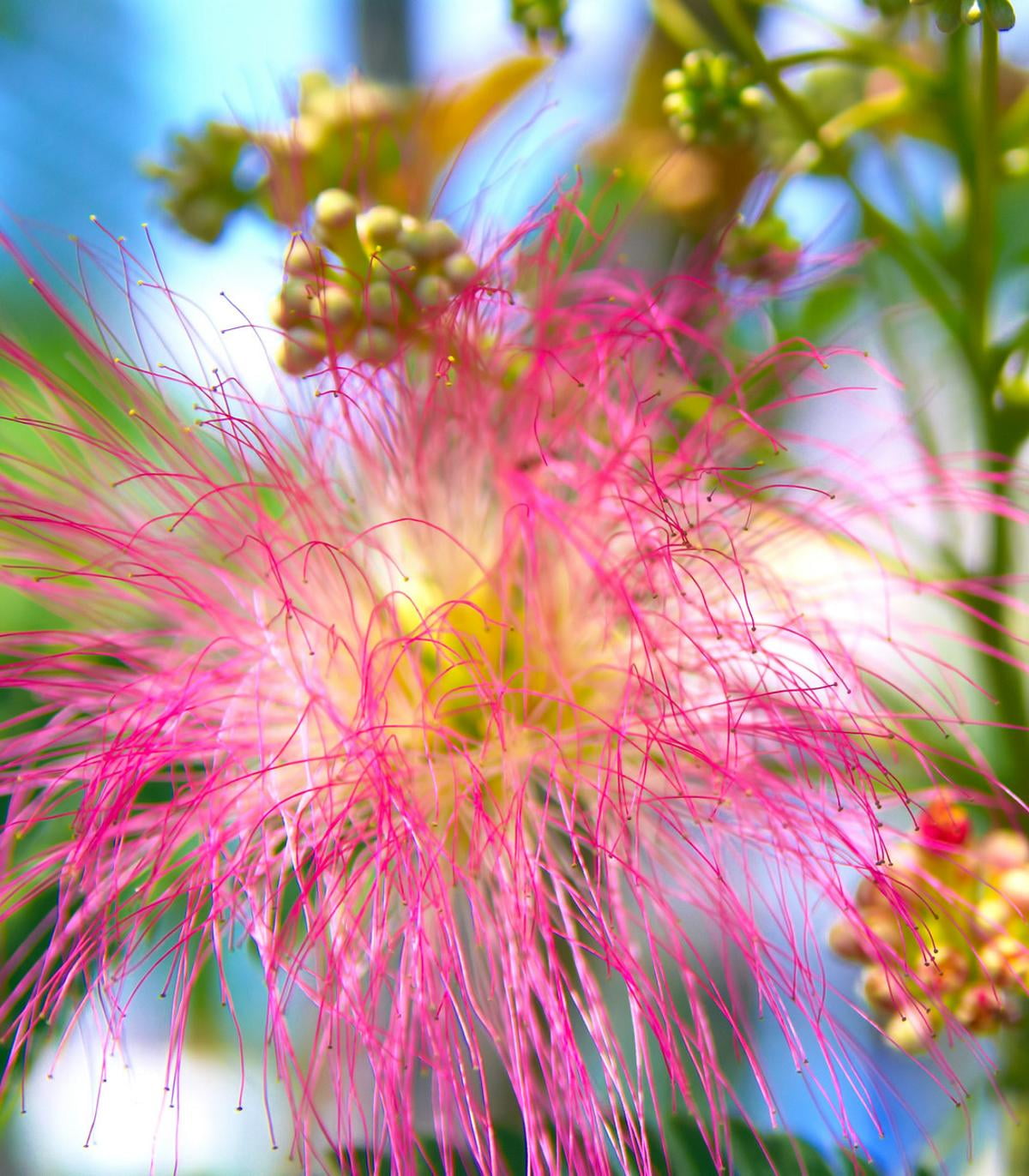 Earthechoseeds Albizia Julibrissin Rosea Mimosa Tree Seeds
