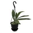 thumbnail image 2 of Staghorn Fern - Platycerium bifurcatum - 4.5" Black Hanging Basket, 2 of 2