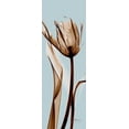 thumbnail image 2 of Koetsier, Albert 7x14 Gold Ornate Wood Framed with Double Matting Museum Art Print Titled - Tulip Brown on Blue, 2 of 4