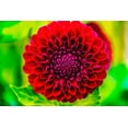 thumbnail image 2 of Perry, William 14x11 White Modern Wood Framed Museum Art Print Titled - Dark red pompom ball dahlia blooming-Dahlia named Jessie G, 2 of 4