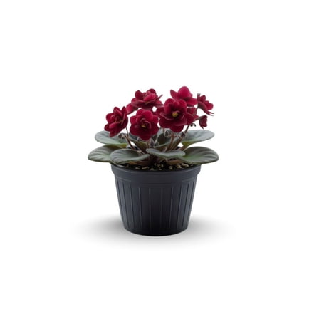 Burgundy Red African Violet Plants Live, Dark Red Flowering Variety, African Violet Tree for Indoor Houseplants