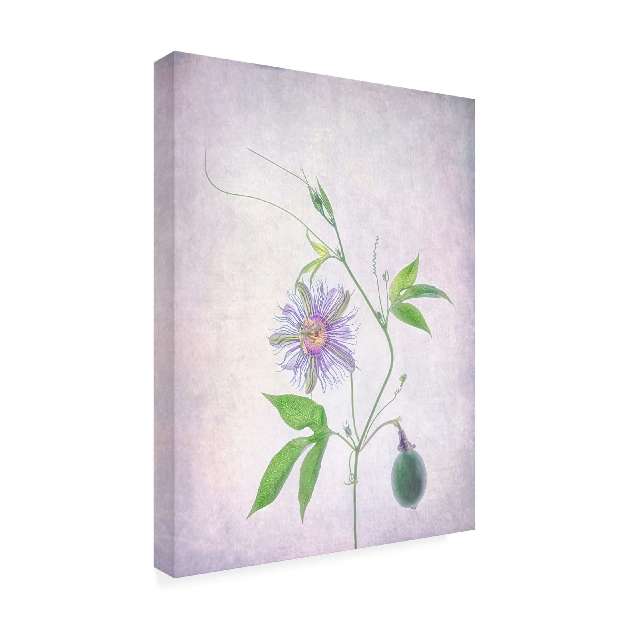 Canvas Wall Art - Catherine W 'Passion Fruit' Wall Art for Living Room, Bedroom, or Office Décor by Trademark Fine Art - 35 x 47 Inches