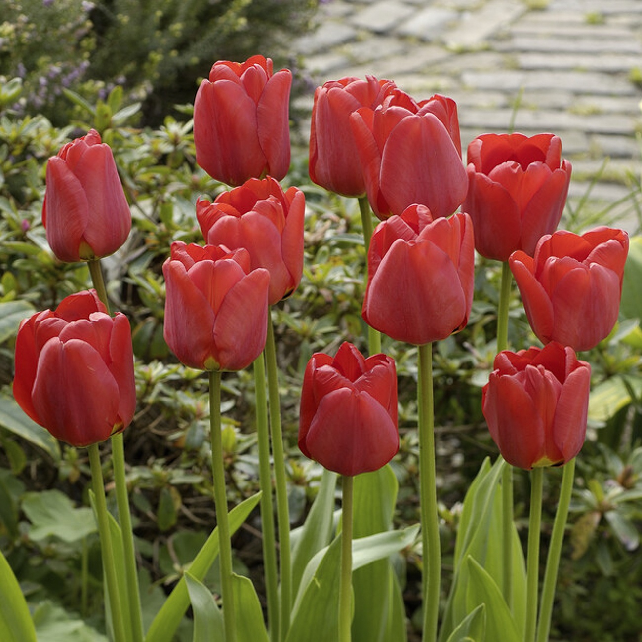 Van Zyverden Tulips Apeldoorn Set of 12 Bulbs, Red, Partial Sun, Perennial