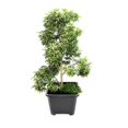 thumbnail image 4 of Planting Pot Black 2 Pack 10 #, Square Plastic Can Black, 4 of 5
