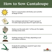 Burpee Organic Honey Rock Cantaloupe Vegetable, Annual Seed, Full Sun