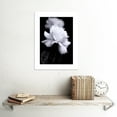 thumbnail image 4 of Photograph of a White Rose Flower Bloom Petals Greyscale Floral Nature Black and White Picture Unframed Art Print Poster Wall Decor 12x16 inch, 4 of 4