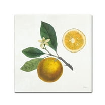 Trademark Fine Art 'Classic Citrus II' Canvas Art by Sue Schlabach