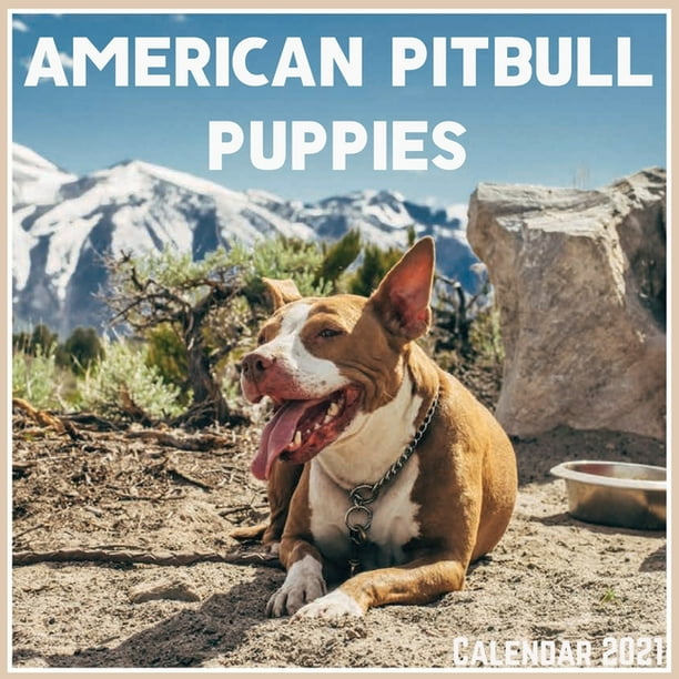 American Pitbull Puppies Calendar 2021: Official American Pitbull