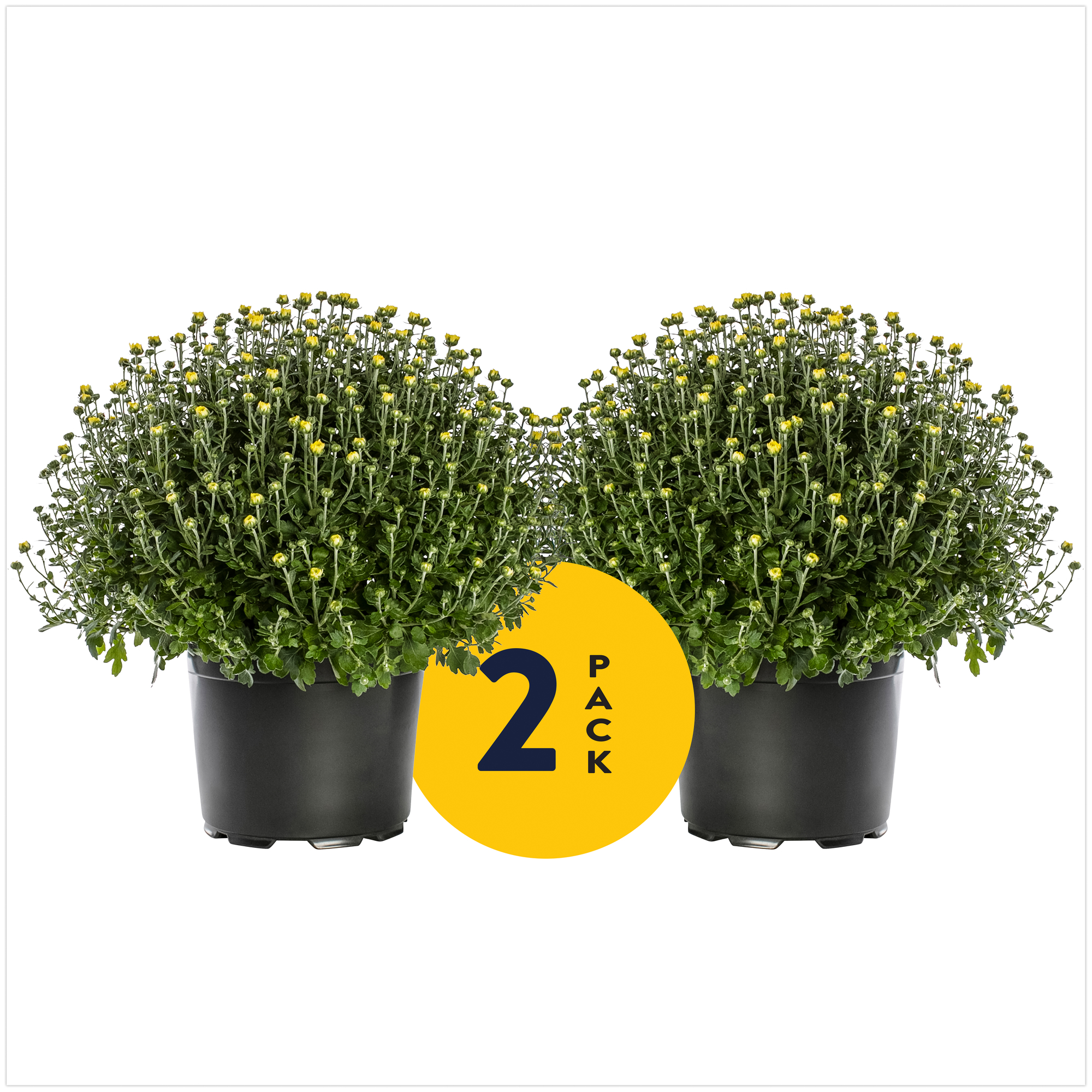Expert Gardener 12' Yellow Mum Live Plants Grower Pot (2 Count)