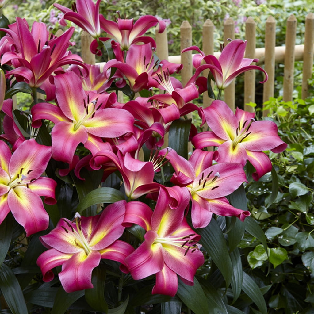 Van Zyverden Lilies Mammoth Tall Lilies Empoli Set of 7 Van Zyverden Lilies Mammoth Tall Lilies Empoli Set of 7