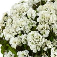 thumbnail image 2 of Nearly Natural Geranium Silk Flowering Plant in Farmhouse Planter UV Resistant (Indoor/Outdoor), 2 of 3