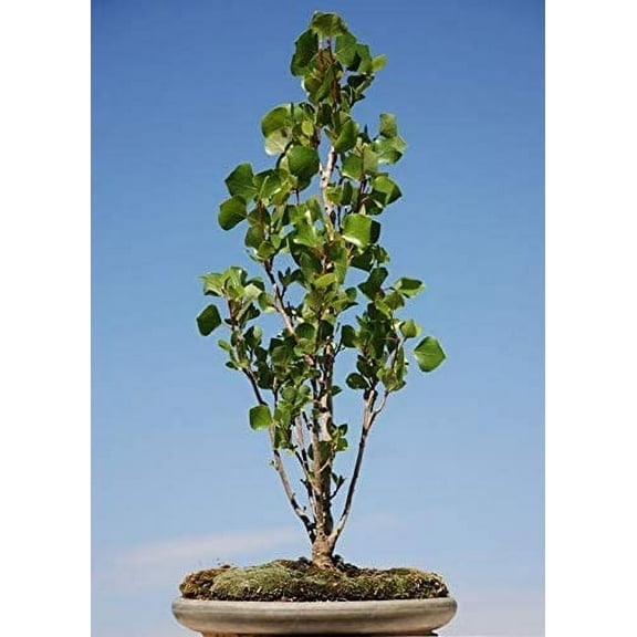 Grow Our Love Bonsai Tree Cutting - Easy to Grow Indoor/Outdoor Bonsai. Gift for Him or Her
