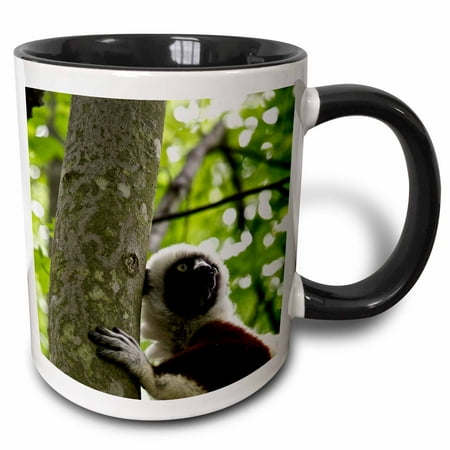 3drose, Duke Lemur Center Coquerels Sifaka. Captive - Usa, North Carolina, 15oz Two-tone Black Mug