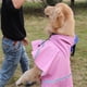 thumbnail image 3 of Reflexivo Chaqueta De La Capa De Lluvia Del Perro Ropa Impermeable Con Capucha Del Poncho Impermeable De Color Rosa-s, 3 of 6