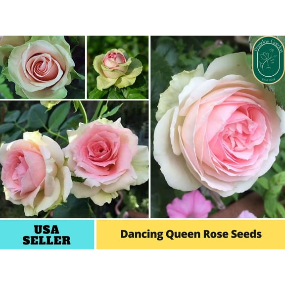 30  Seeds|Dancing Queen Perennial Flower Rose Seeds,Herb, - Authentic Seeds - Perennial~GMO Free~~Flower seeds ~ Asian Garden~ B5G1#1090