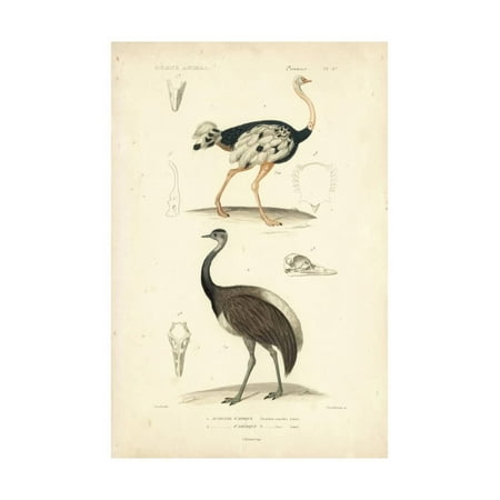 Antique Ostrich - Antique Ostrich Study Print Wall Art By N. Remond