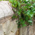 thumbnail image 4 of MesaSe Plant Support Netting Eco Friendly Biodegradable & Compostable Natural Garden Jute Trellis Twine (2mx5m), 4 of 7