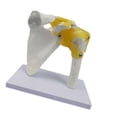 thumbnail image 2 of Bunblic Human Joint Model Realistic Teaching Tool,Educational,Medical,Lightweight,Scientific Skeleton Model for Display Study Science Shoulder, 2 of 8