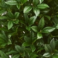 thumbnail image 3 of Nearly Natural 4' Bay Leaf Artificial Topiary Tree (Indoor/Outdoor), 3 of 5