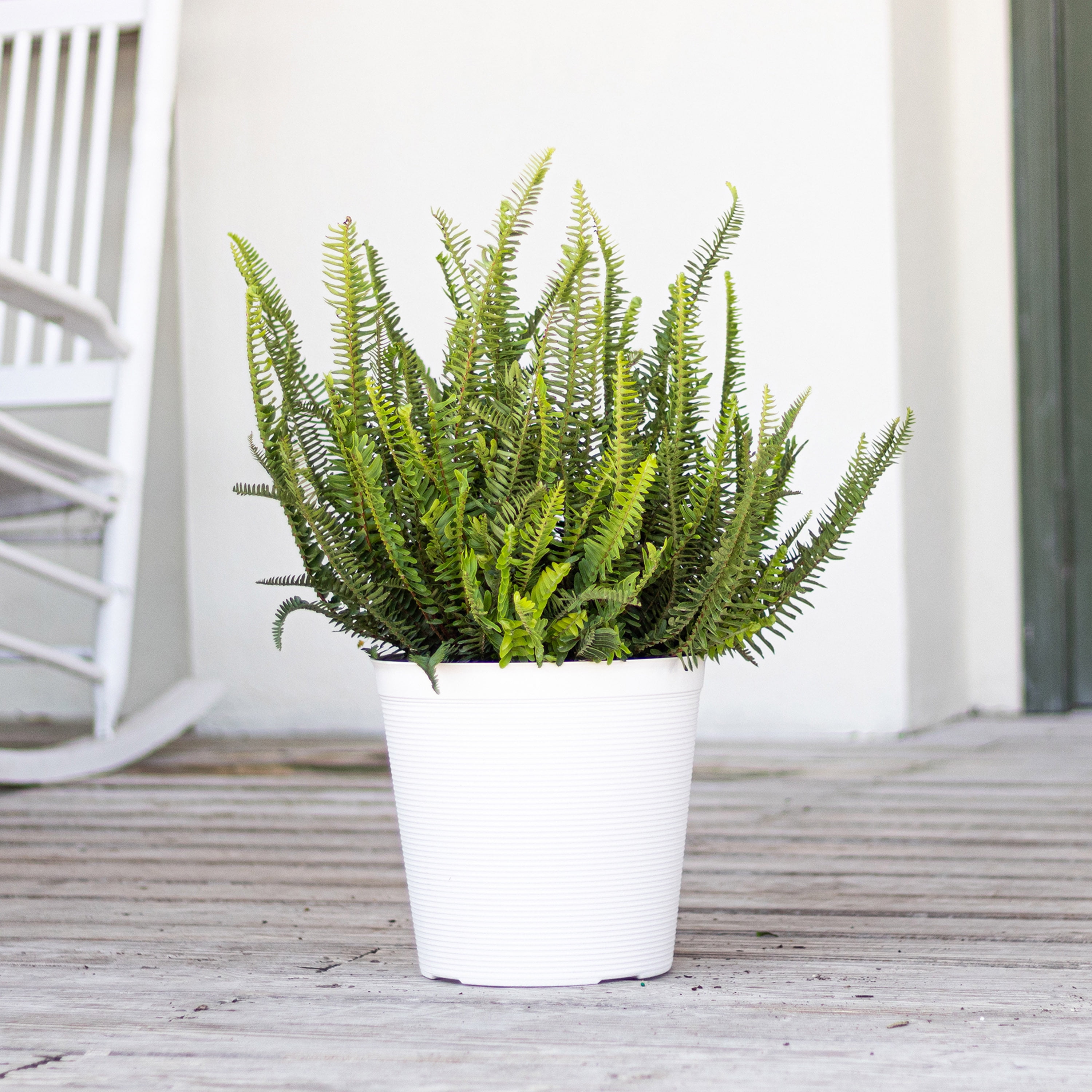 United Nursery Live Kimberly Fern Plant 2-Pack Indoor Green Houseplant 24in Tall in 10in Grower Pot