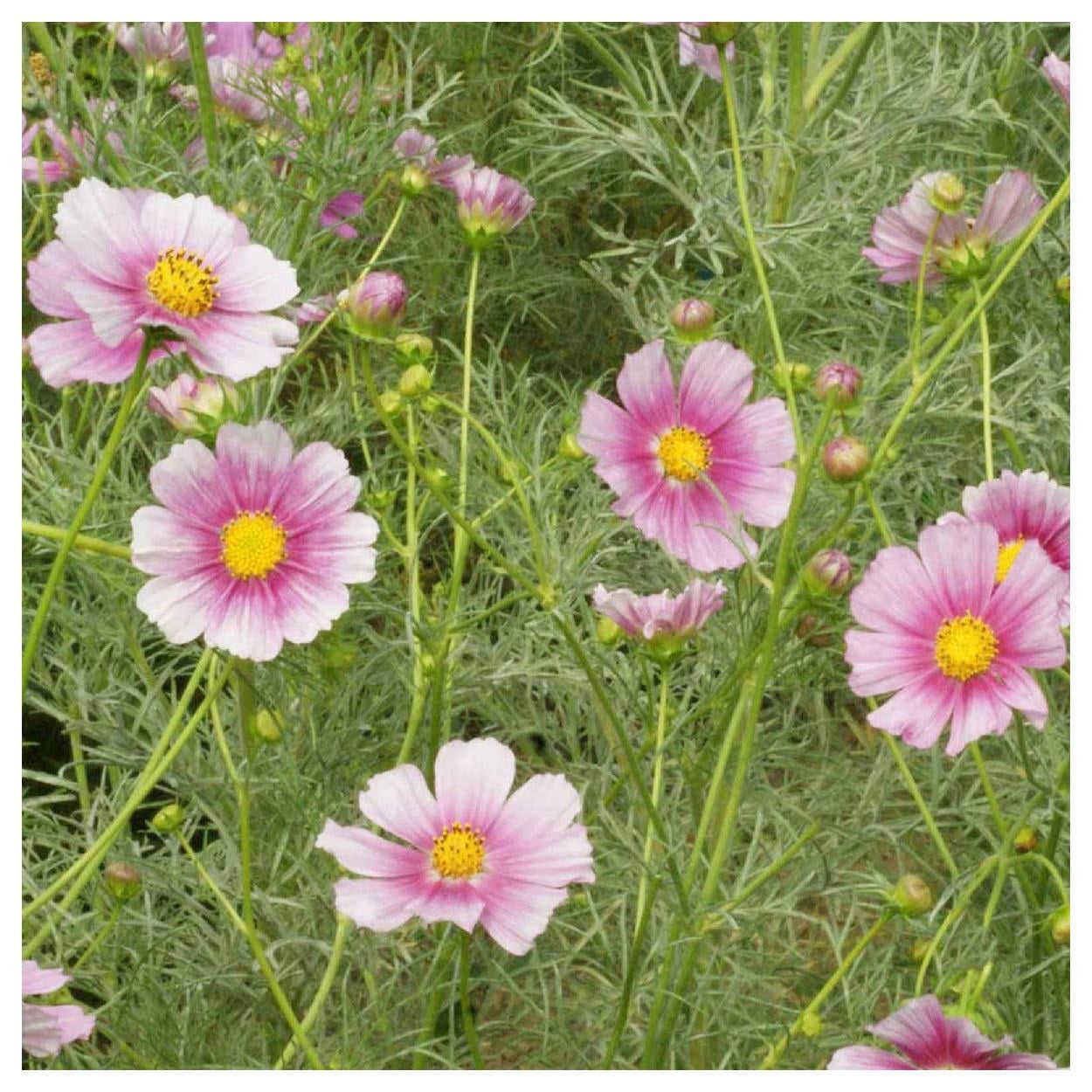 Everwilde Farms - 1 lb Daydream Cosmos Garden Flower Seeds - Gold Vault Bulk Seed Packet