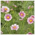 thumbnail image 2 of Everwilde Farms - 1/4 lb Daydream Cosmos Garden Flower Seeds - Gold Vault Bulk Seed Packet, 2 of 4